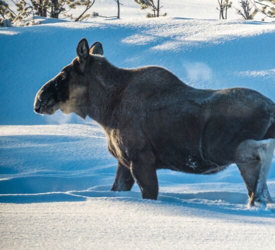 Kebnekaise Mountain Tour © photography tours